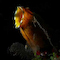 Underwater Photo